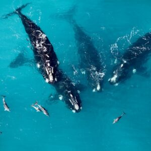 A Pilot’s Role in Whale Conservation